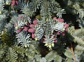 Jedle vznešená 'Glauca' - Abies procera 'Glauca'