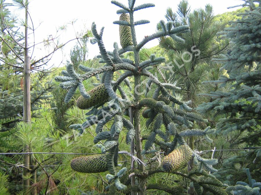 Jedle vznešená 'Glauca' - Abies procera 'Glauca'