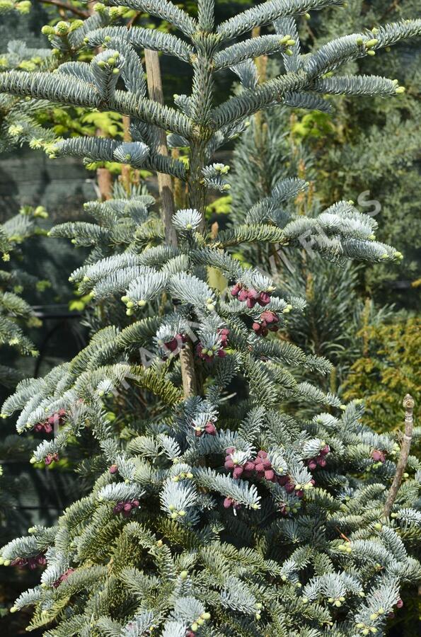 Jedle vznešená 'Glauca' - Abies procera 'Glauca'