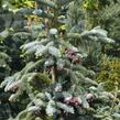 Jedle vznešená 'Glauca' - Abies procera 'Glauca'