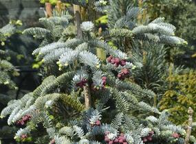 Jedle vznešená 'Glauca' - Abies procera 'Glauca'