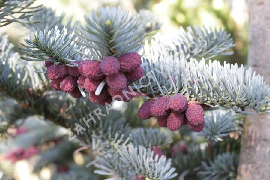 Jedle vznešená 'Glauca' - Abies procera 'Glauca'