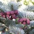 Jedle vznešená 'Glauca' - Abies procera 'Glauca'