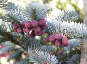 Jedle vznešená 'Glauca' - Abies procera 'Glauca'