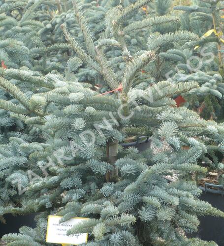 Jedle vznešená 'Glauca' - Abies procera 'Glauca'