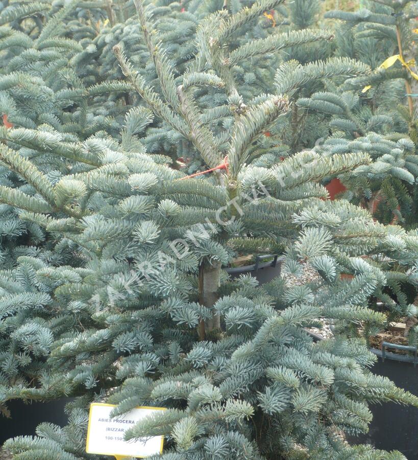 Jedle vznešená 'Glauca' - Abies procera 'Glauca'
