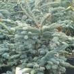Jedle vznešená 'Glauca' - Abies procera 'Glauca'