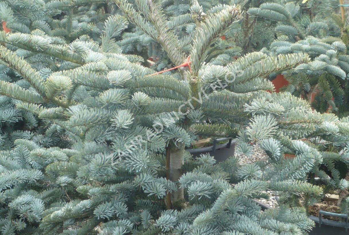 Jedle vznešená 'Glauca' - Abies procera 'Glauca'