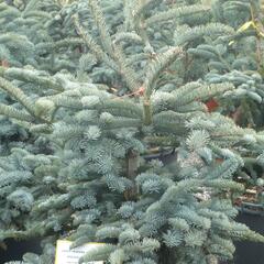 Jedle vznešená 'Glauca' - Abies procera 'Glauca'