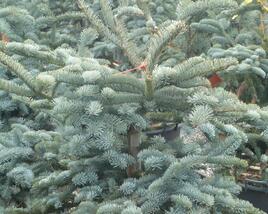 Jedle vznešená 'Glauca'