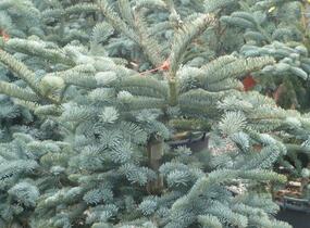 Jedle vznešená 'Glauca' - Abies procera 'Glauca'