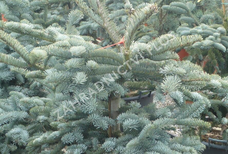 Jedle vznešená 'Glauca' - Abies procera 'Glauca'
