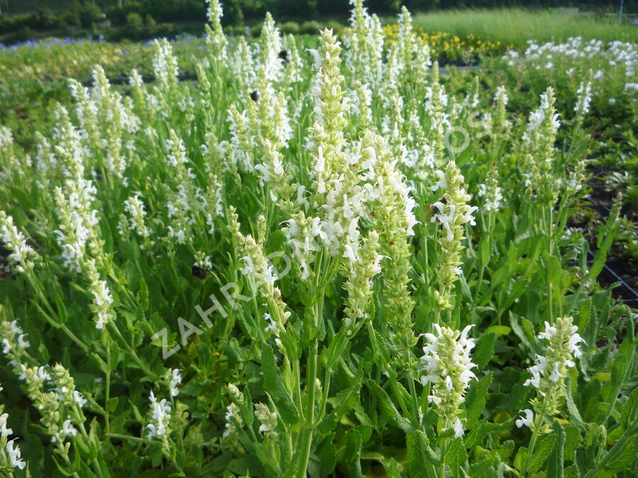 Šalvěj hajní 'Schneehügel' - Salvia nemorosa 'Schneehügel'