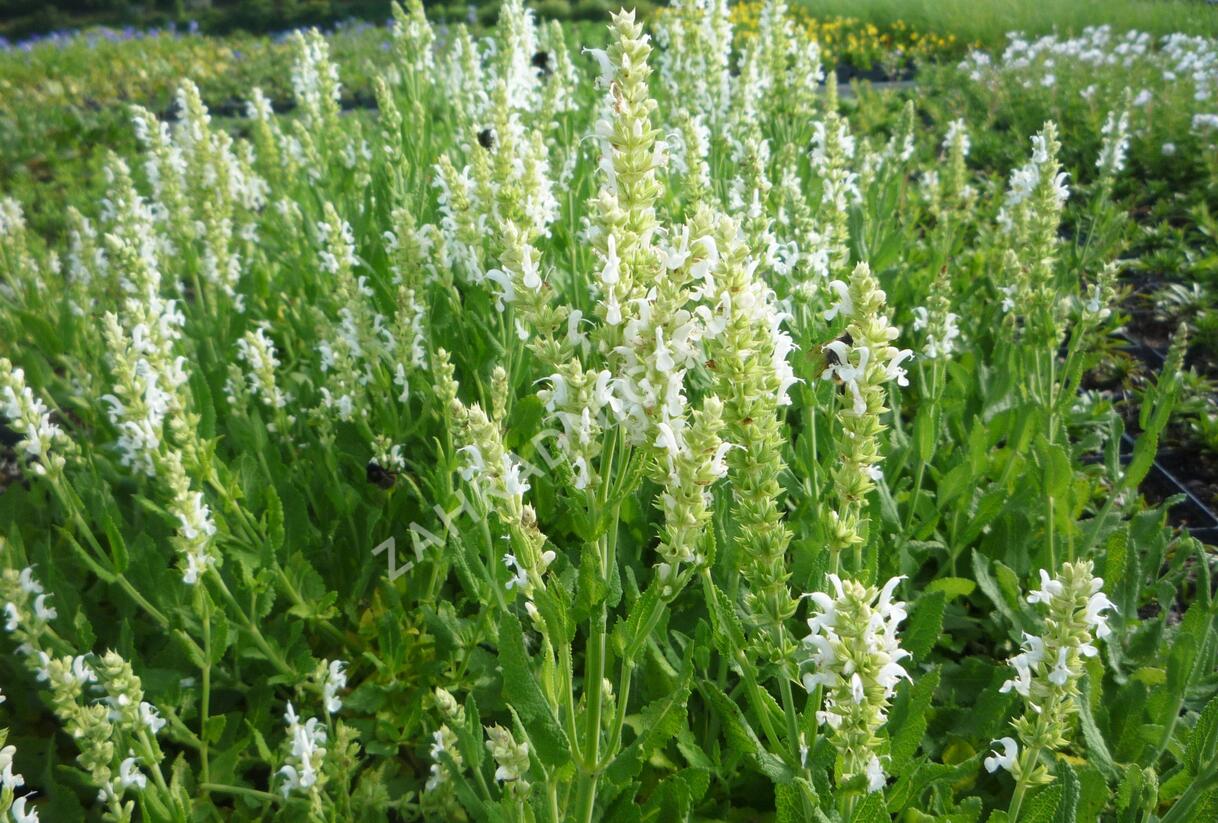 Šalvěj hajní 'Schneehügel' - Salvia nemorosa 'Schneehügel'
