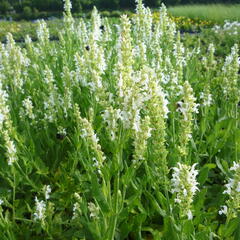 Šalvěj hajní 'Schneehügel' - Salvia nemorosa 'Schneehügel'