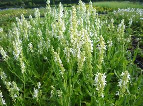 Šalvěj hajní 'Schneehügel' - Salvia nemorosa 'Schneehügel'