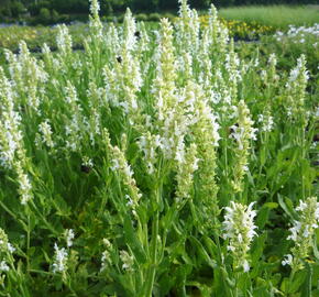 Šalvěj hajní 'Schneehügel' - Salvia nemorosa 'Schneehügel'