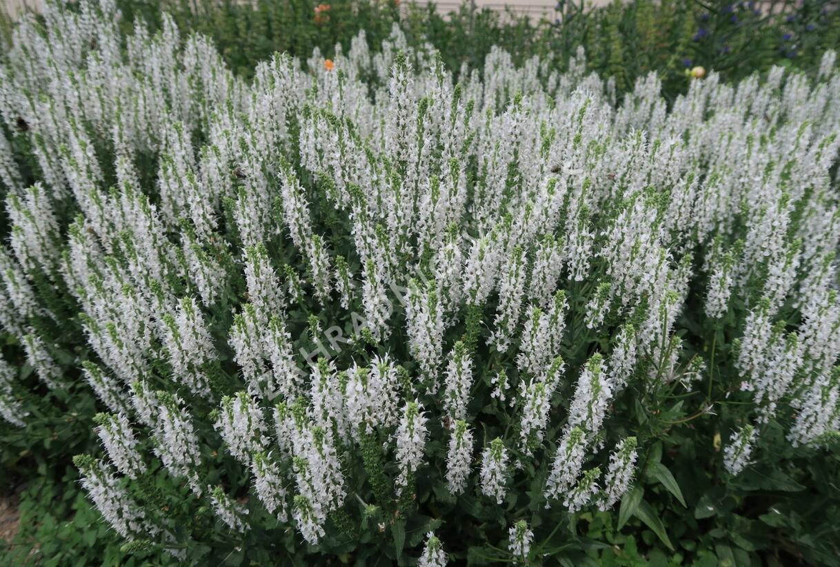 Šalvěj hajní 'Schneehügel' - Salvia nemorosa 'Schneehügel'