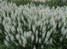 Šalvěj hajní 'Schneehügel' - Salvia nemorosa 'Schneehügel'