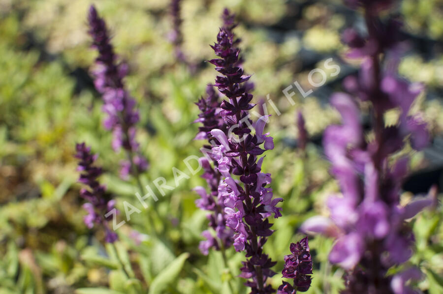 Šalvěj hajní 'Sensation Deep Rose' - Salvia nemorosa 'Sensation Deep Rose'