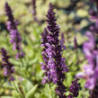 Šalvěj hajní 'Sensation Deep Rose' - Salvia nemorosa 'Sensation Deep Rose'