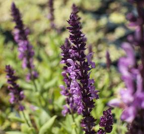 Šalvěj hajní 'Sensation Deep Rose' - Salvia nemorosa 'Sensation Deep Rose'