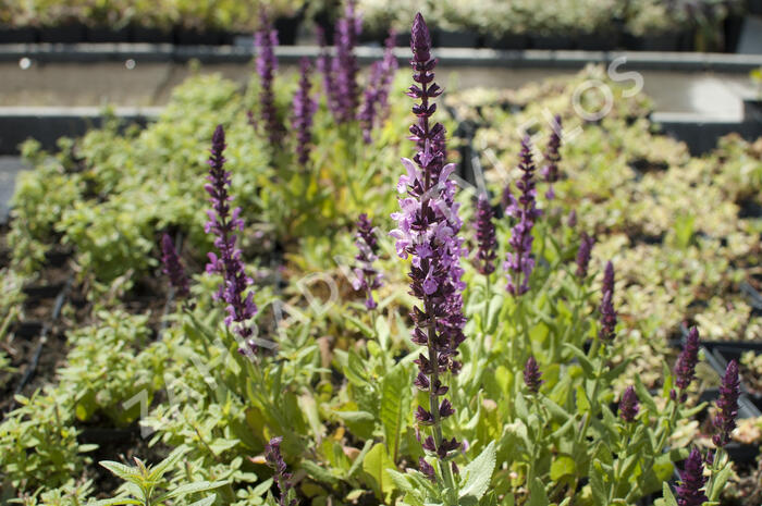 Šalvěj hajní 'Sensation Deep Rose' - Salvia nemorosa 'Sensation Deep Rose'