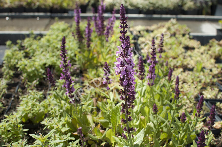 Šalvěj hajní 'Sensation Deep Rose' - Salvia nemorosa 'Sensation Deep Rose'