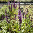 Šalvěj hajní 'Sensation Deep Rose' - Salvia nemorosa 'Sensation Deep Rose'