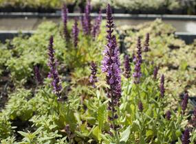 Šalvěj hajní 'Sensation Deep Rose' - Salvia nemorosa 'Sensation Deep Rose'