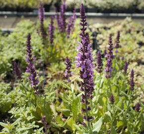 Šalvěj hajní 'Sensation Deep Rose' - Salvia nemorosa 'Sensation Deep Rose'