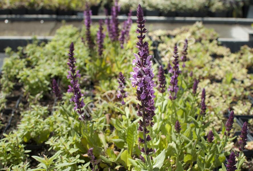 Šalvěj hajní 'Sensation Deep Rose' - Salvia nemorosa 'Sensation Deep Rose'