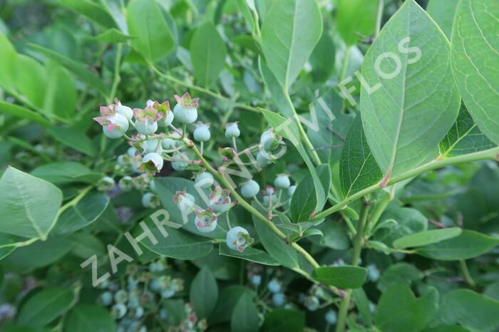 Borůvka chocholičnatá, kanadská borůvka 'Bluetta' - Vaccinium corymbosum 'Bluetta'
