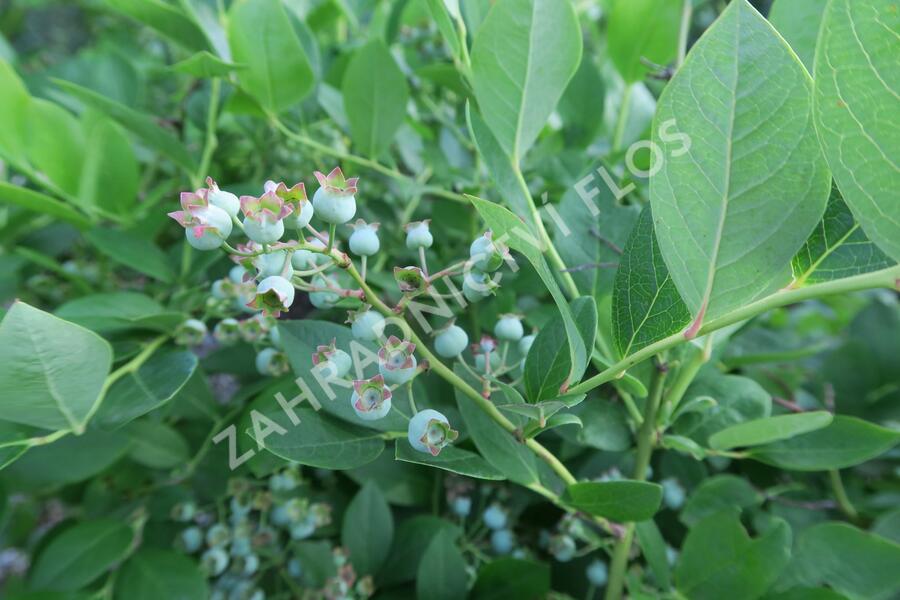Borůvka chocholičnatá, kanadská borůvka 'Bluetta' - Vaccinium corymbosum 'Bluetta'