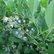 Borůvka chocholičnatá, kanadská borůvka 'Bluetta' - Vaccinium corymbosum 'Bluetta'