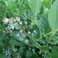 Borůvka chocholičnatá, kanadská borůvka 'Bluetta' - Vaccinium corymbosum 'Bluetta'