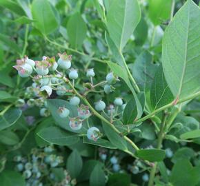 Borůvka chocholičnatá, kanadská borůvka 'Bluetta' - Vaccinium corymbosum 'Bluetta'