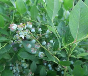 Borůvka chocholičnatá, kanadská borůvka - Vaccinium corymbosum 'Bluetta'