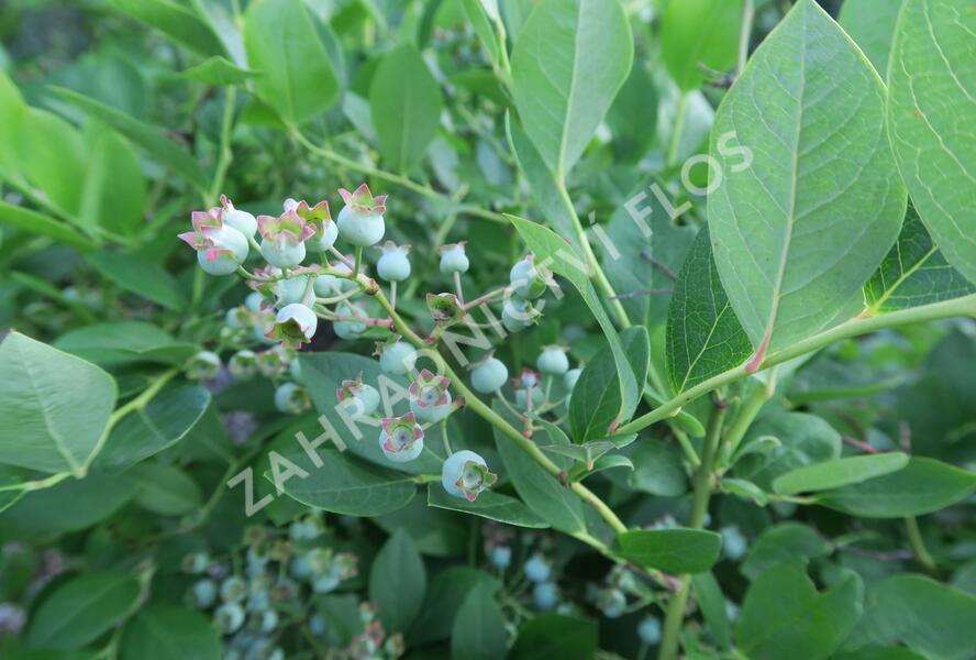 Borůvka chocholičnatá, kanadská borůvka 'Bluetta' - Vaccinium corymbosum 'Bluetta'