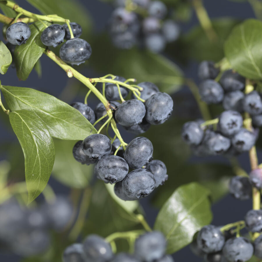 Borůvka chocholičnatá, kanadská borůvka 'Jersey' - Vaccinium corymbosum 'Jersey'