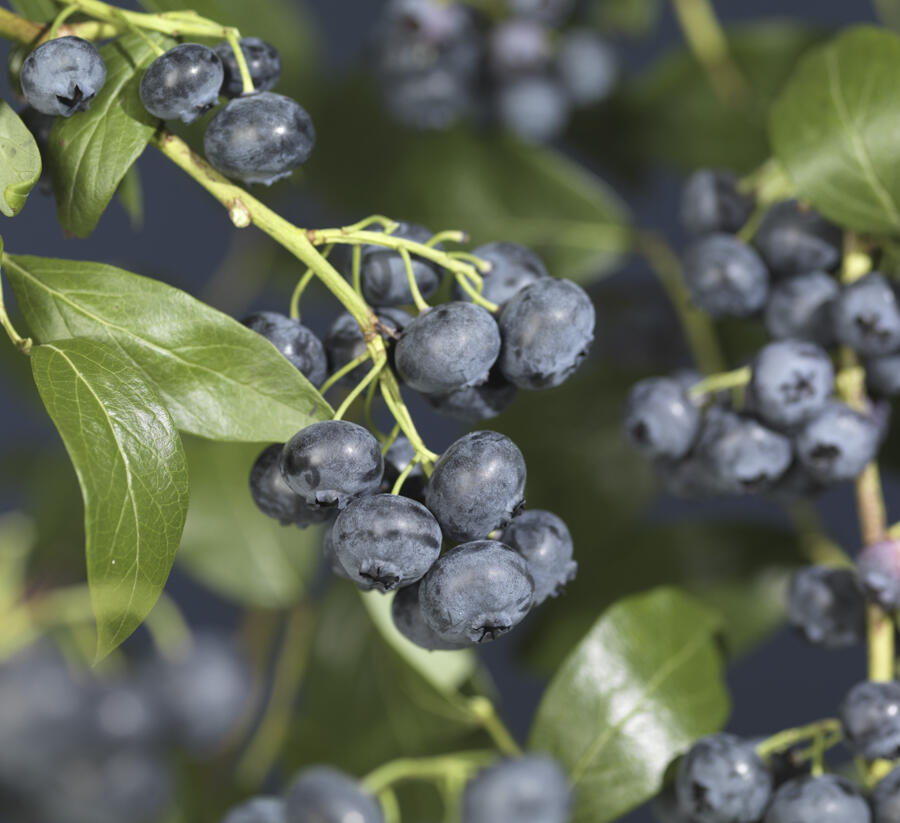 Borůvka chocholičnatá, kanadská borůvka 'Jersey' - Vaccinium corymbosum 'Jersey'