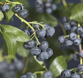 Borůvka chocholičnatá, kanadská borůvka 'Jersey' - Vaccinium corymbosum 'Jersey'