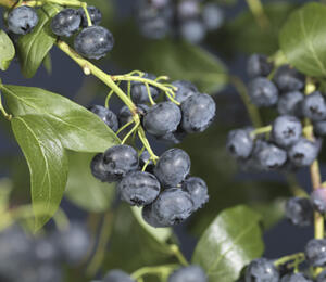 Borůvka chocholičnatá, kanadská borůvka - Vaccinium corymbosum 'Jersey'