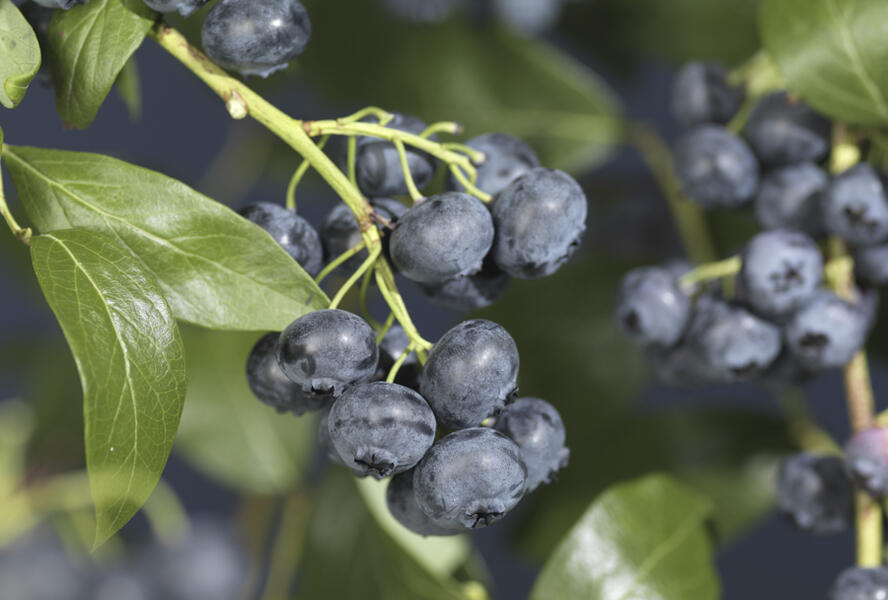 Borůvka chocholičnatá, kanadská borůvka 'Jersey' - Vaccinium corymbosum 'Jersey'