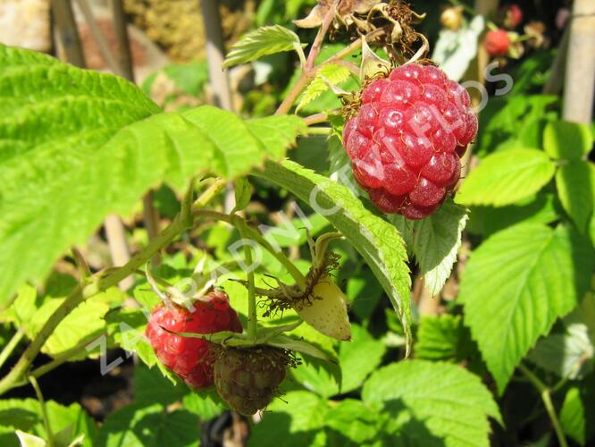 Maliník jednouplodící 'Rubín' - Rubus idaeus 'Rubín'