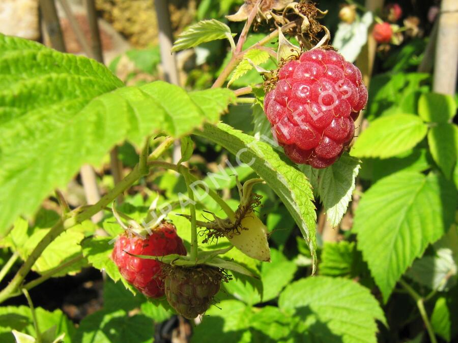 Maliník jednouplodící 'Rubín' - Rubus idaeus 'Rubín'