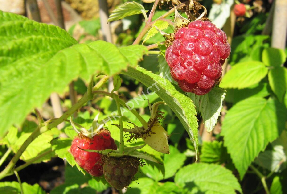 Maliník jednouplodící 'Rubín' - Rubus idaeus 'Rubín'