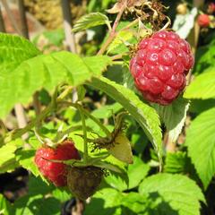 Maliník jednouplodící 'Rubín' - Rubus idaeus 'Rubín'