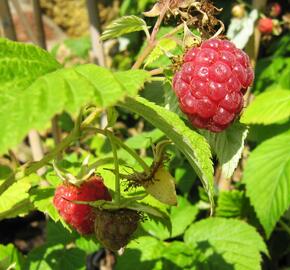 Maliník jednouplodící 'Rubín' - Rubus idaeus 'Rubín'