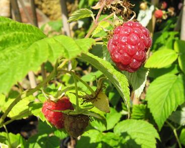 Maliník jednouplodící 'Rubín'